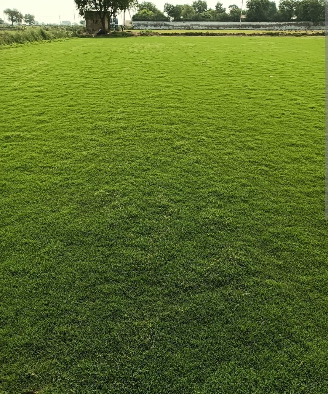 American Bermuda Lawn Grass Seeds, Fast Germination, Heat Resistant, Low Maintenance, Green Turf