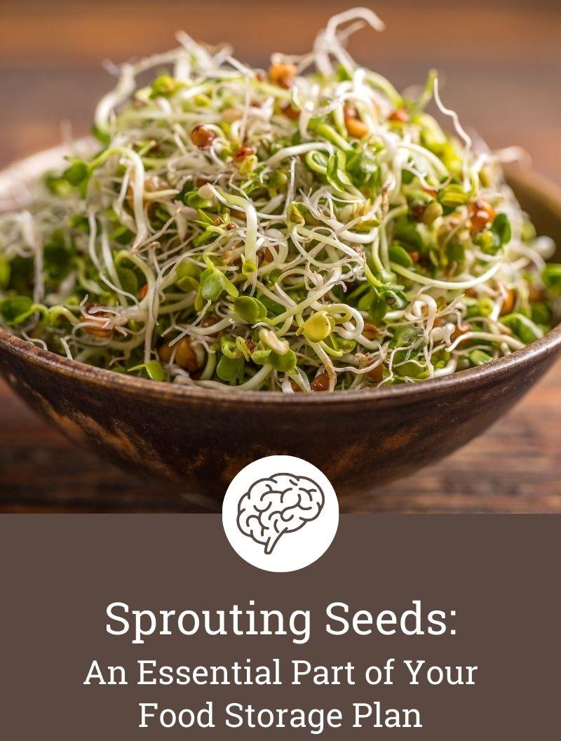 SK ORGANIC Combo of Clover and Alfalfa seeds for Sprouting and Cultivation microgreens