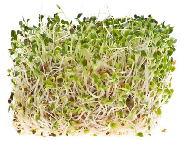 SK ORGANIC Clover Seeds for Microgreens and Sprouting 