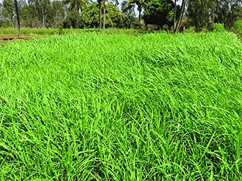 SK ORGANIC COFS 31 Multicut Grass Seeds for cow buffalo goat cattle fodder 3 years variety