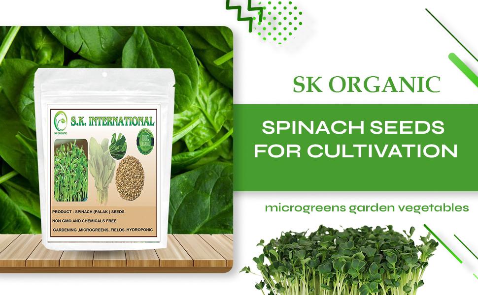 SK ORGANIC Spinach ( Palak ) Seeds for Cultivation - microgreens garden vegetables