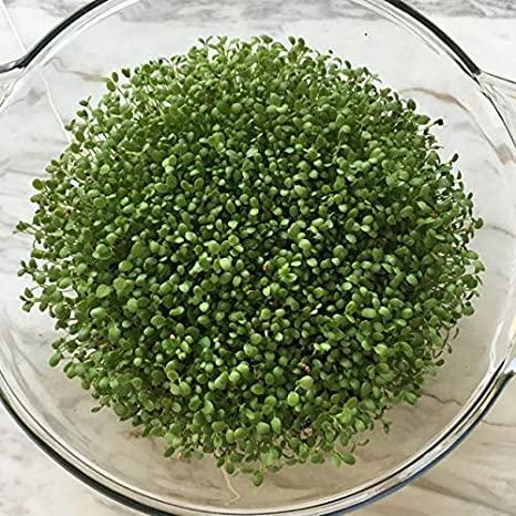 SK ORGANIC Clover Seeds for Microgreens and Sprouting 