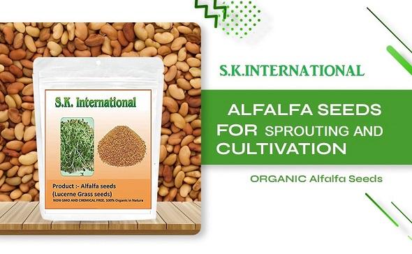 SK ORGANIC Combo of Clover and Alfalfa seeds for Sprouting and Cultivation microgreens