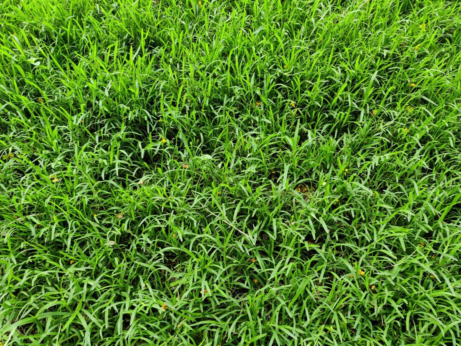 Bermuda Grass Seed For Southern Lawns At Mikayla Whish Blog Bermuda Grass Seed For Southern Lawns At Mikayla Whish Blog