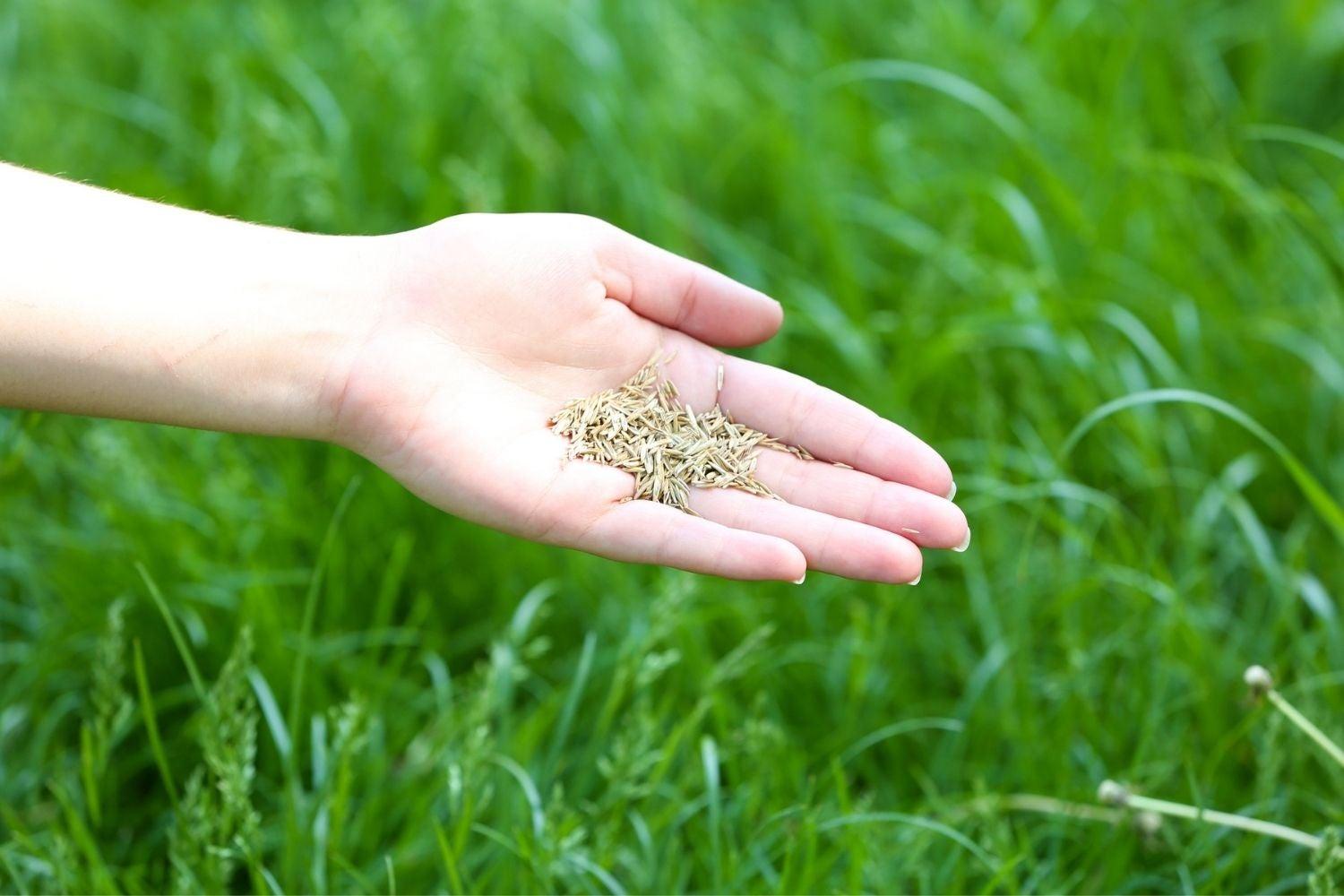 SK Organic Selection 1 Lawn (Doob) Grass seeds for Garden and Farmhouse 