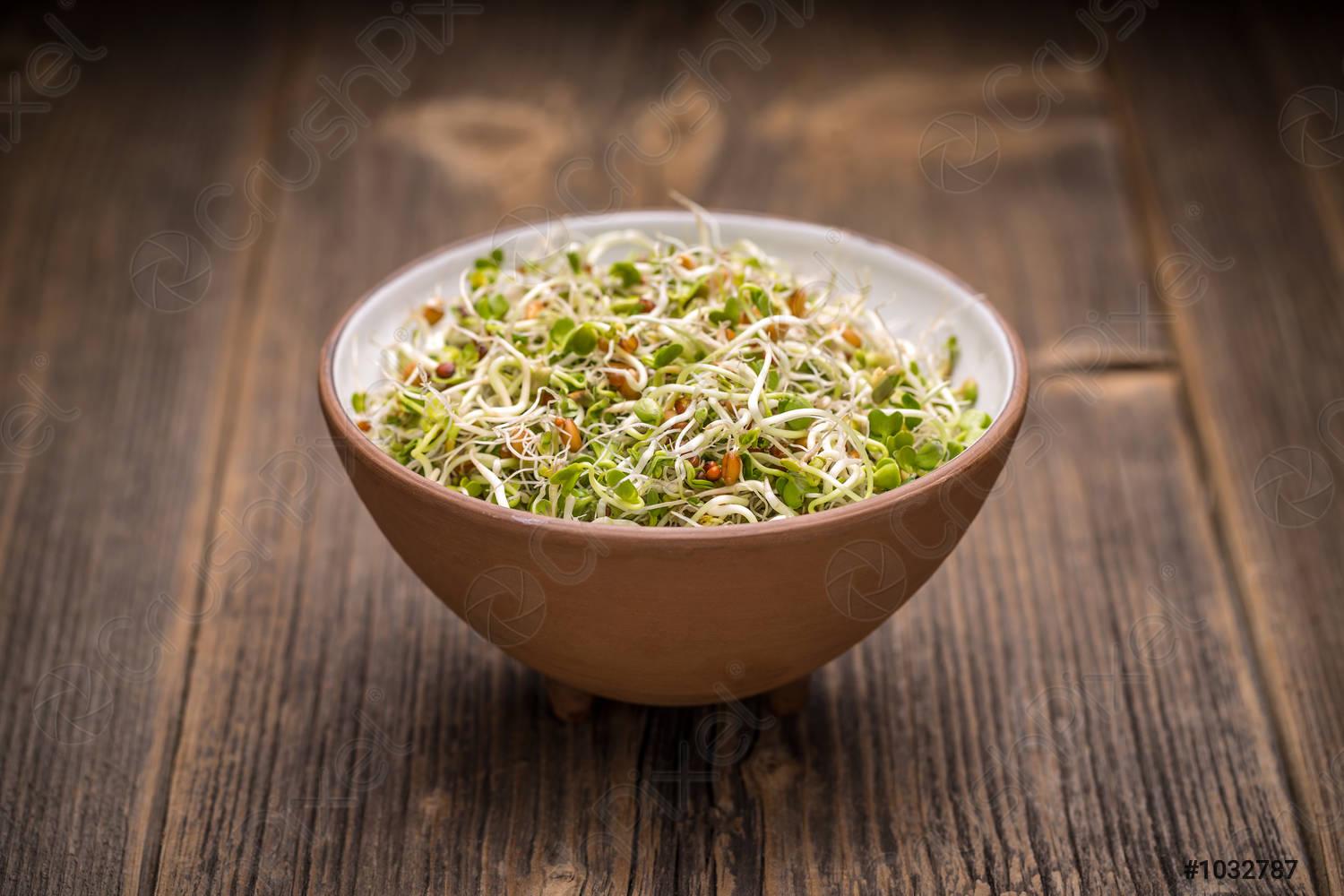 sk organic Microgreens Sprouting Mix of Clover, Radish, Fenugreek & Alfalfa Seeds