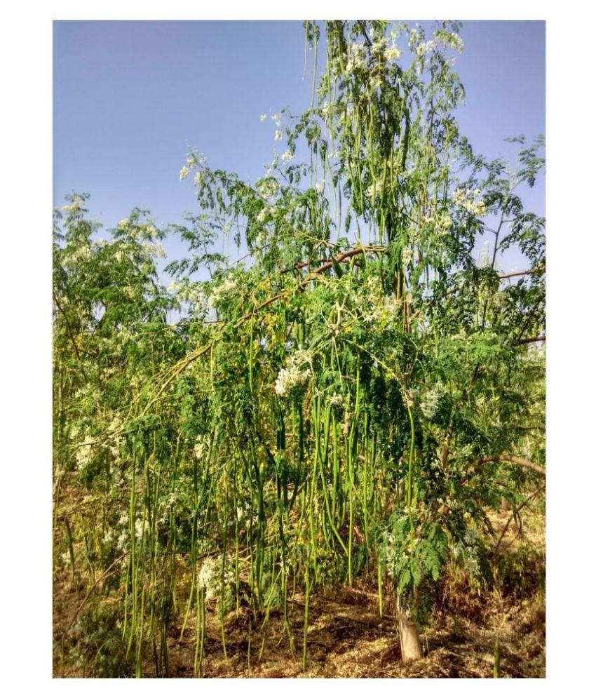 SK ORGANIC Moringa Seeds PKM1 Drumstick Seeds (Sahjan ki falli,Saragavo, murungi) for cultivation