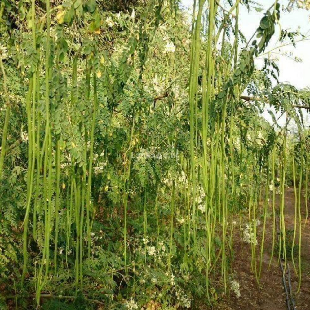 SK ORGANIC Moringa Seeds PKM1 Drumstick Seeds (Sahjan ki falli,Saragavo, murungi) for cultivation