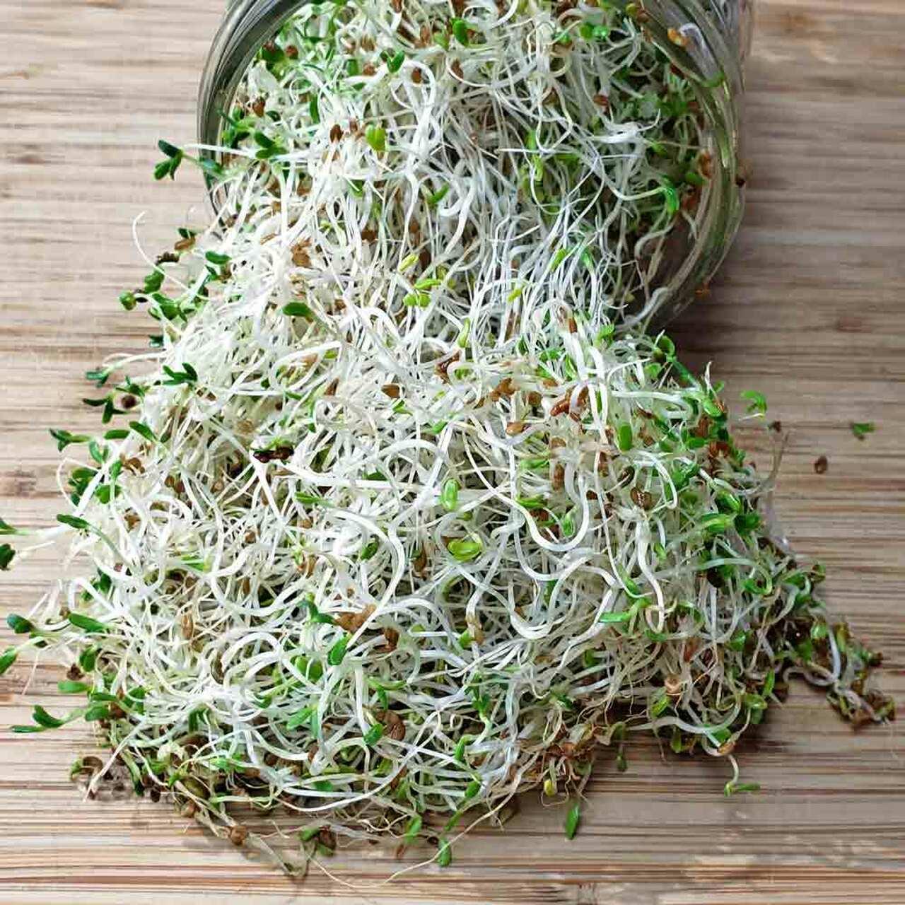 thumbnail image 2 of Alfalfa Sprouting Seeds – 9600 Ct, Organic, Non-GMO, Heirloom – By Maxboba 2 of 5