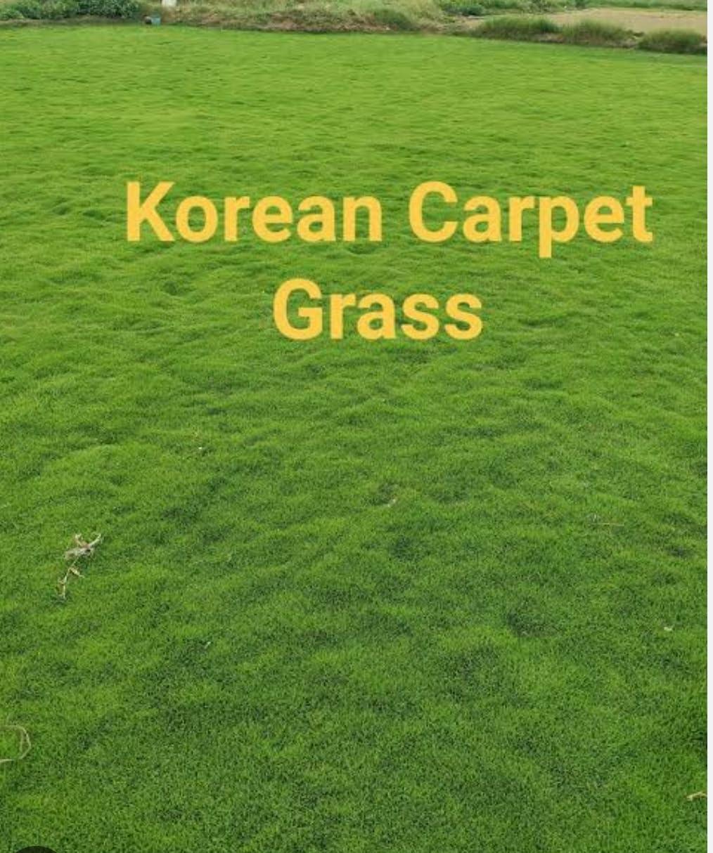 Korean Lawn Grass Seeds, Super Soft Turf, Bright Green Colour, Fast Turf Formation, Self-Repairing, Winter-Cold Resistant, Heat and Drought Tolerant