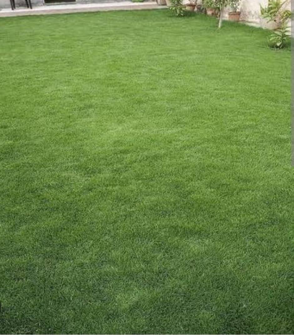 Korean Lawn Grass Seeds, Super Soft Turf, Bright Green Colour, Fast Turf Formation, Self-Repairing, Winter-Cold Resistant, Heat and Drought Tolerant