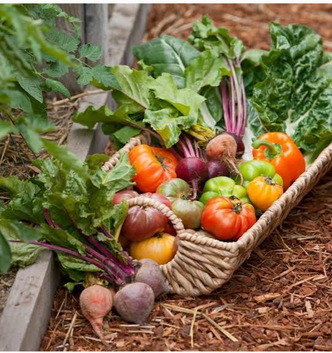 SK ORGANIC 30 Varieties of Vegetable and microgreen seeds Non GMO organic seeds of Garden and field plantation