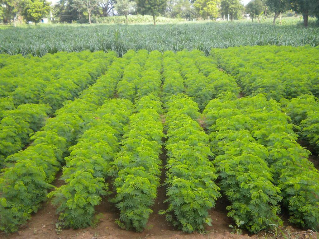 SK ORGANIC Dasrath Grass Seeds ( Hedge Lurcerne Seeds) for 3 years multicut