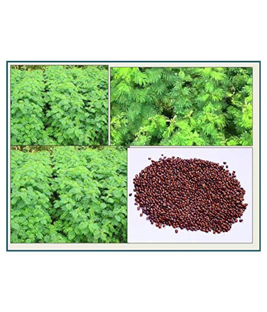 SK ORGANIC Dasrath Grass Seeds ( Hedge Lurcerne Seeds) for 3 years multicut