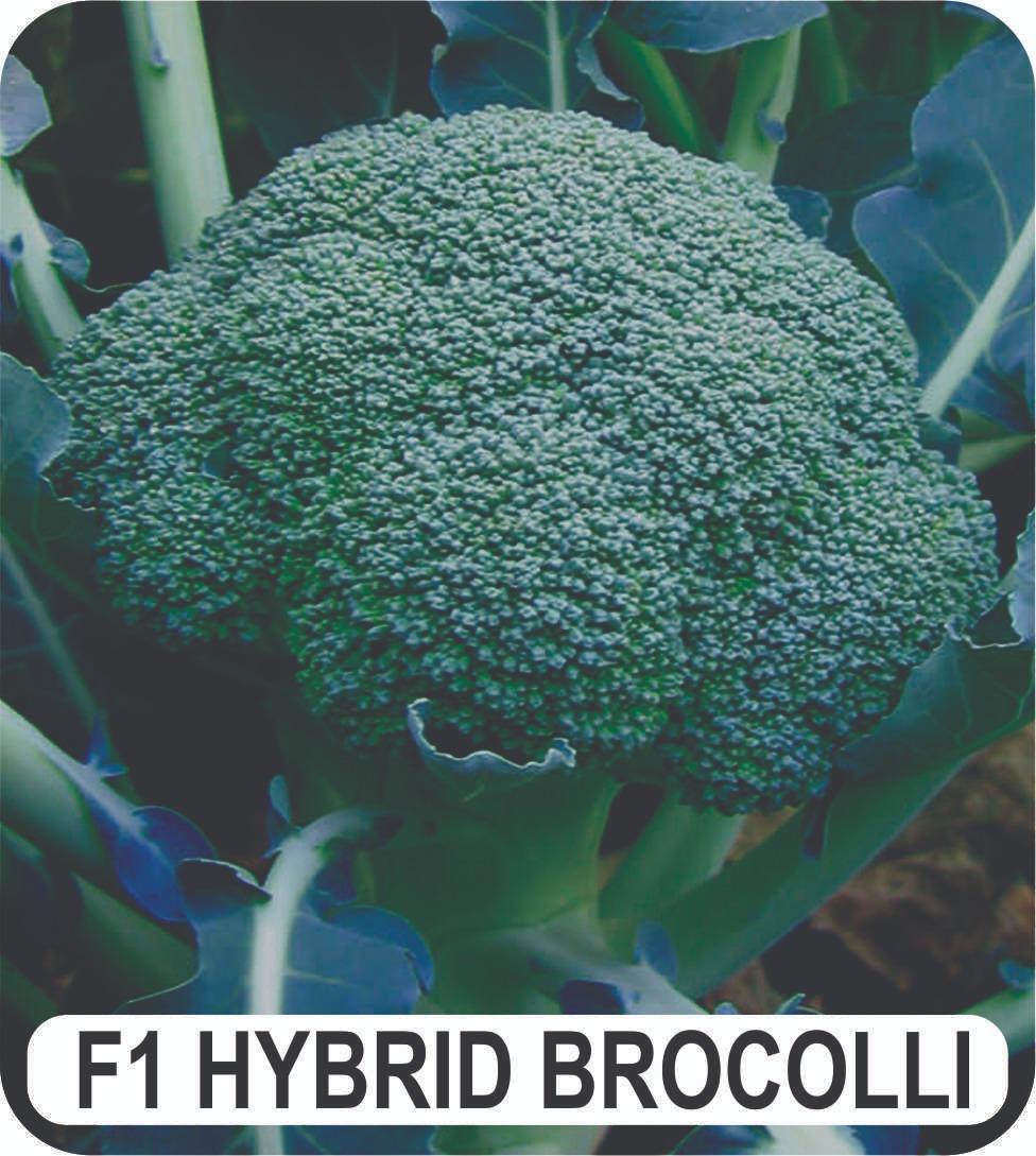 Vegetable Seeds F1 Hybrid Seeds of Broccoli, Chilli Pakoda, Yellow Cauliflower for Garden and Farm