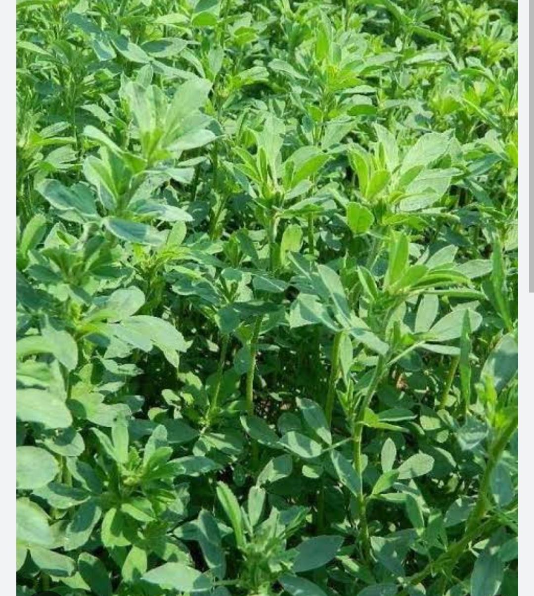 Multicut Fodder Grass Seeds, Alfalfa/Lucerne/Kundare Methya/Rajka, 3 Years Variety, High Yield, High Protein