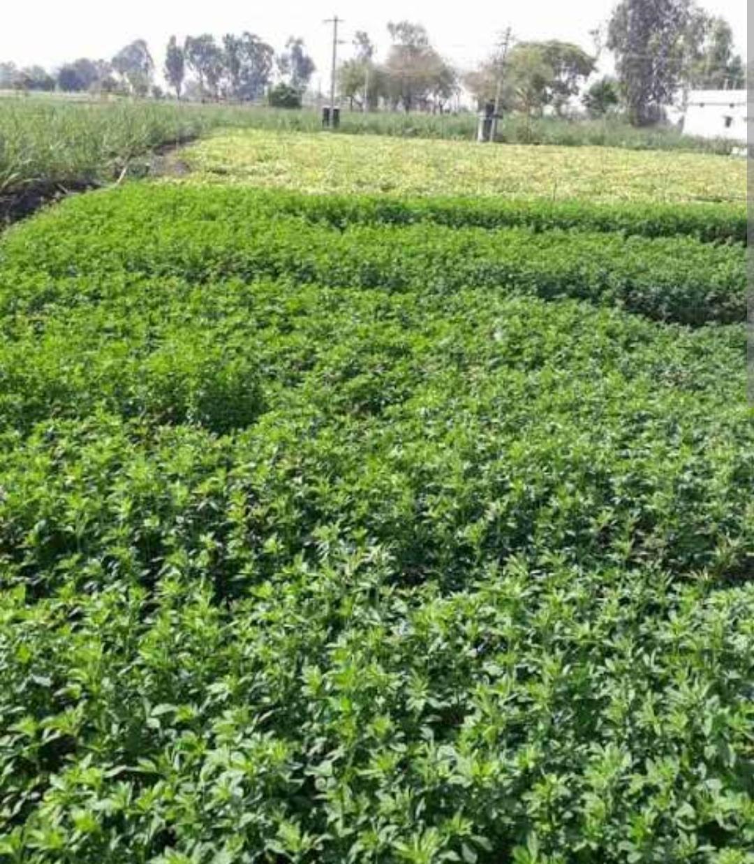 Multicut Fodder Grass Seeds, Alfalfa/Lucerne/Kundare Methya/Rajka, 3 Years Variety, High Yield, High Protein