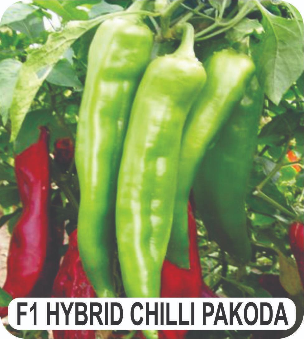 Vegetable Seeds F1 Hybrid Seeds of Broccoli, Chilli Pakoda, Yellow Cauliflower for Garden and Farm